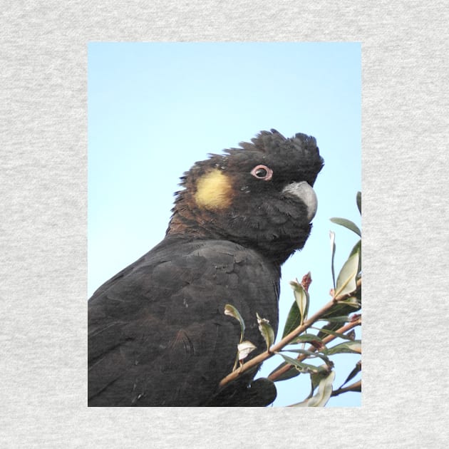 Yellow-tailed Black Cockatoo by kirstybush